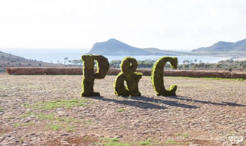 Letras XL de musgo